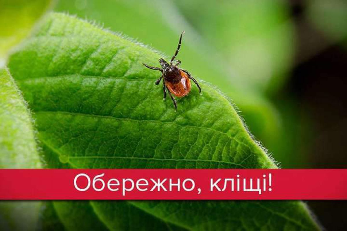 Обережно, кліщі!